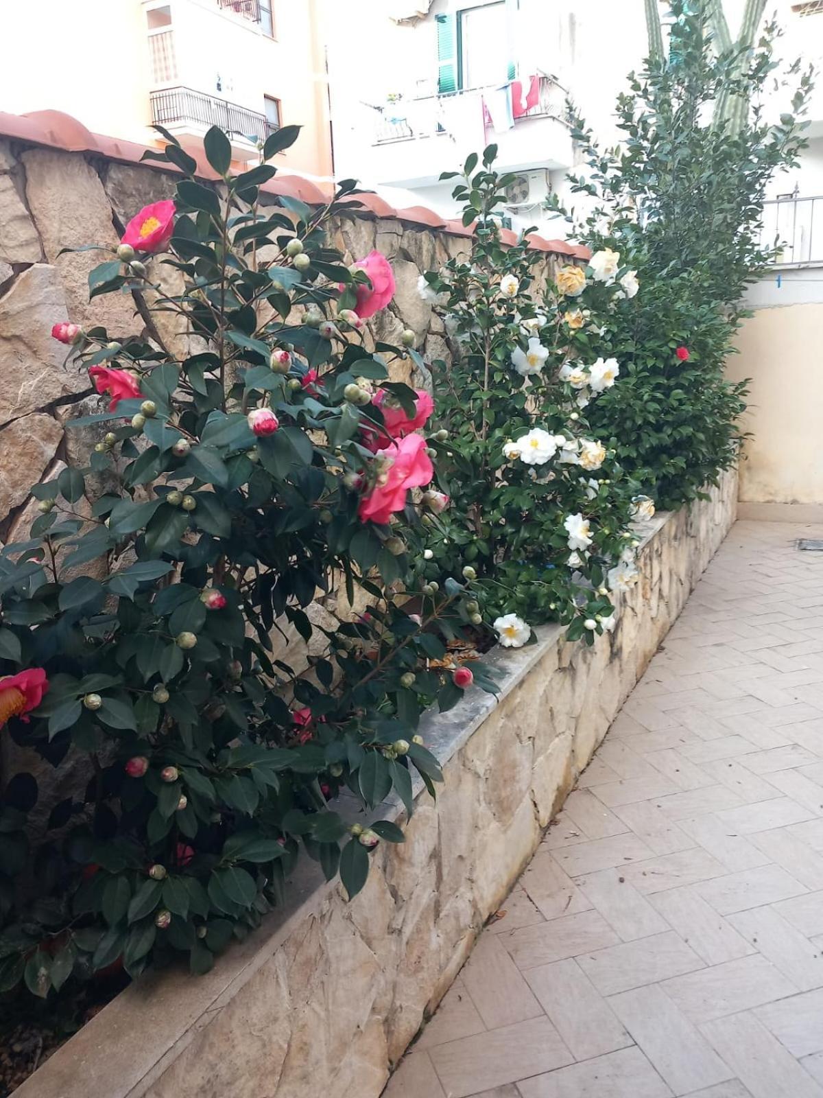 Appartamento Domus Albanella Roma Esterno foto
